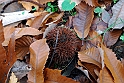 Parco Europa Autunno_056